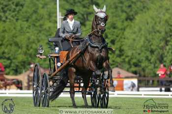 Mezöhegyes 2018 - drezury