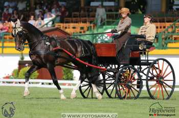 Mezöhegyes 2018 - drezury