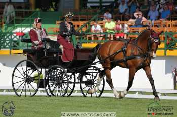 Mezöhegyes 2018 - drezury