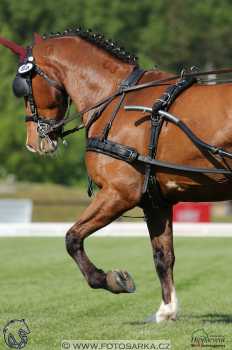 Mezöhegyes 2018 - drezury