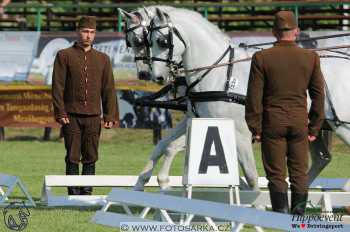 Mezöhegyes 2018 - drezury