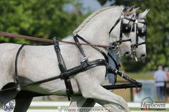 Mezöhegyes 2018 - drezury