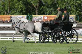 Mezöhegyes 2018 - drezury