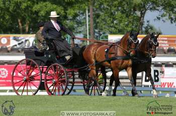 Mezöhegyes 2018 - drezury