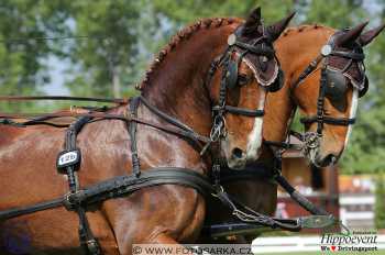 Mezöhegyes 2018 - drezury