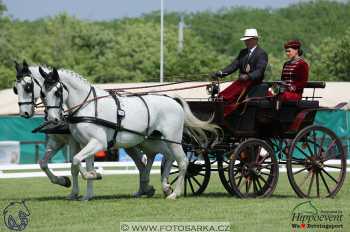 Mezöhegyes 2018 - drezury