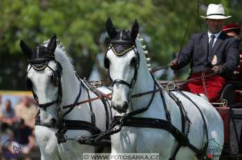 Mezöhegyes 2018 - drezury