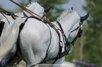 Mezöhegyes 2018 - drezury