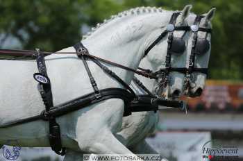 Mezöhegyes 2018 - drezury