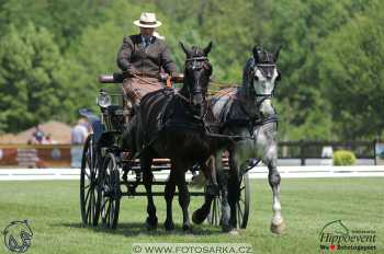 Mezöhegyes 2018 - drezury
