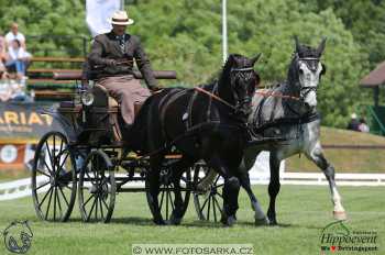 Mezöhegyes 2018 - drezury