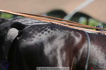 Mezöhegyes 2018 - drezury