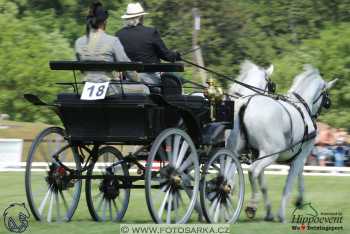 Mezöhegyes 2018 - drezury