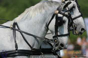 Mezöhegyes 2018 - drezury