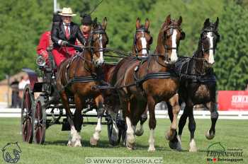 Mezöhegyes 2018 - drezury