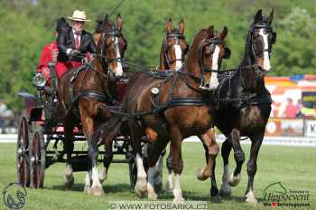 Mezöhegyes 2018 - drezury