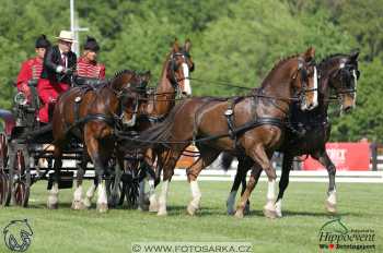 Mezöhegyes 2018 - drezury