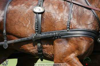 Mezöhegyes 2018 - drezury