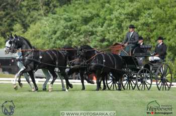 Mezöhegyes 2018 - drezury