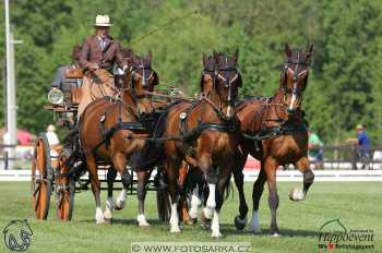 Mezöhegyes 2018 - drezury