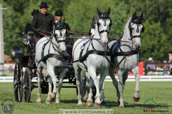 Mezöhegyes 2018 - drezury