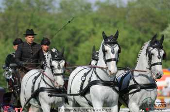 Mezöhegyes 2018 - drezury