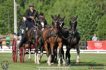 Mezöhegyes 2018 - drezury