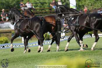 Mezöhegyes 2018 - drezury