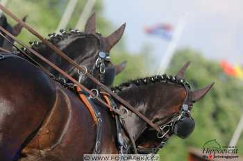 Mezöhegyes 2018 - drezury