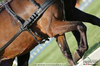 Mezöhegyes 2018 - drezury