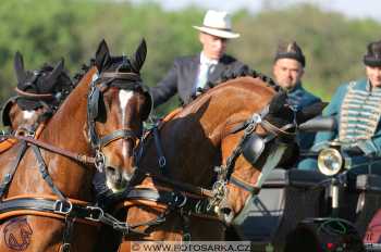 Mezöhegyes 2018 - drezury