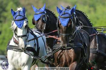 Mezöhegyes 2018 - drezury