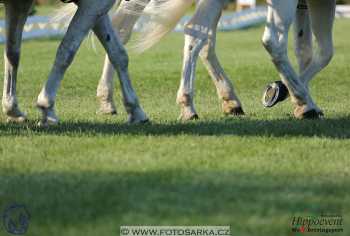 Mezöhegyes 2018 - drezury