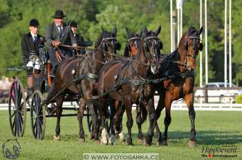 Mezöhegyes 2018 - drezury