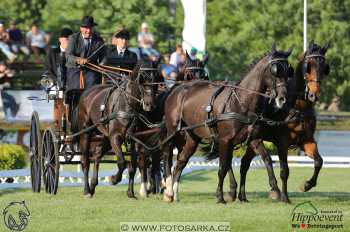 Mezöhegyes 2018 - drezury