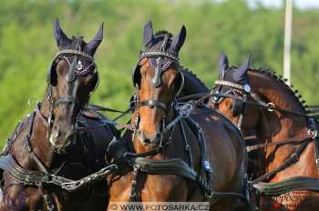 Mezöhegyes 2018 - drezury