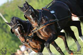 Mezöhegyes 2018 - drezury