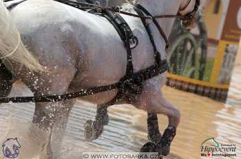 Mezöhegyes 2018 - maraton