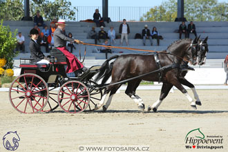 MS 2 Lipica 2017 - drezury