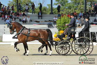 MS 2 Lipica 2017 - drezury