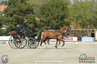 MS 2 Lipica 2017 - drezury