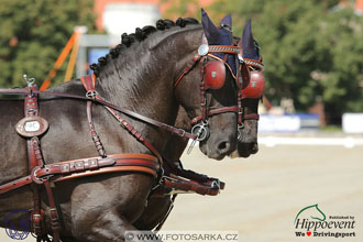 MS 2 Lipica 2017 - drezury