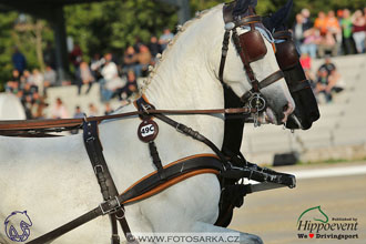MS 2 Lipica 2017 - drezury