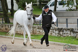 MS 2 Lipica 2017 - kondičky