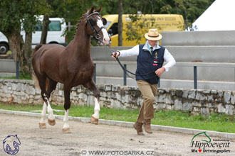 MS 2 Lipica 2017 - kondičky