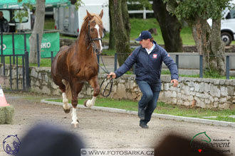 MS 2 Lipica 2017 - kondičky