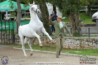 MS 2 Lipica 2017 - kondičky