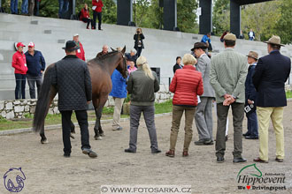 MS 2 Lipica 2017 - kondičky