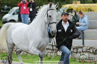 MS 2 Lipica 2017 - kondičky