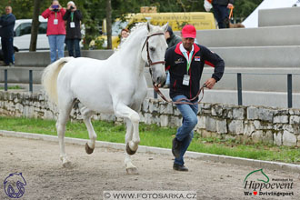 MS 2 Lipica 2017 - kondičky